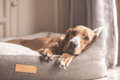 “Lincoln” Herringbone Nest Dog Bed – by Ralph & Co
