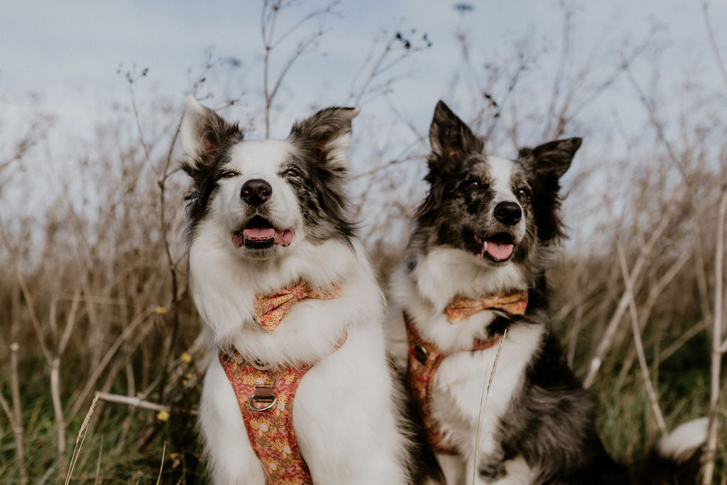 Wildflower Meadow Ultra Comfort Dog Harness