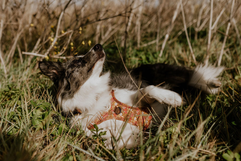 Wildflower Meadow Ultra Comfort Dog Harness