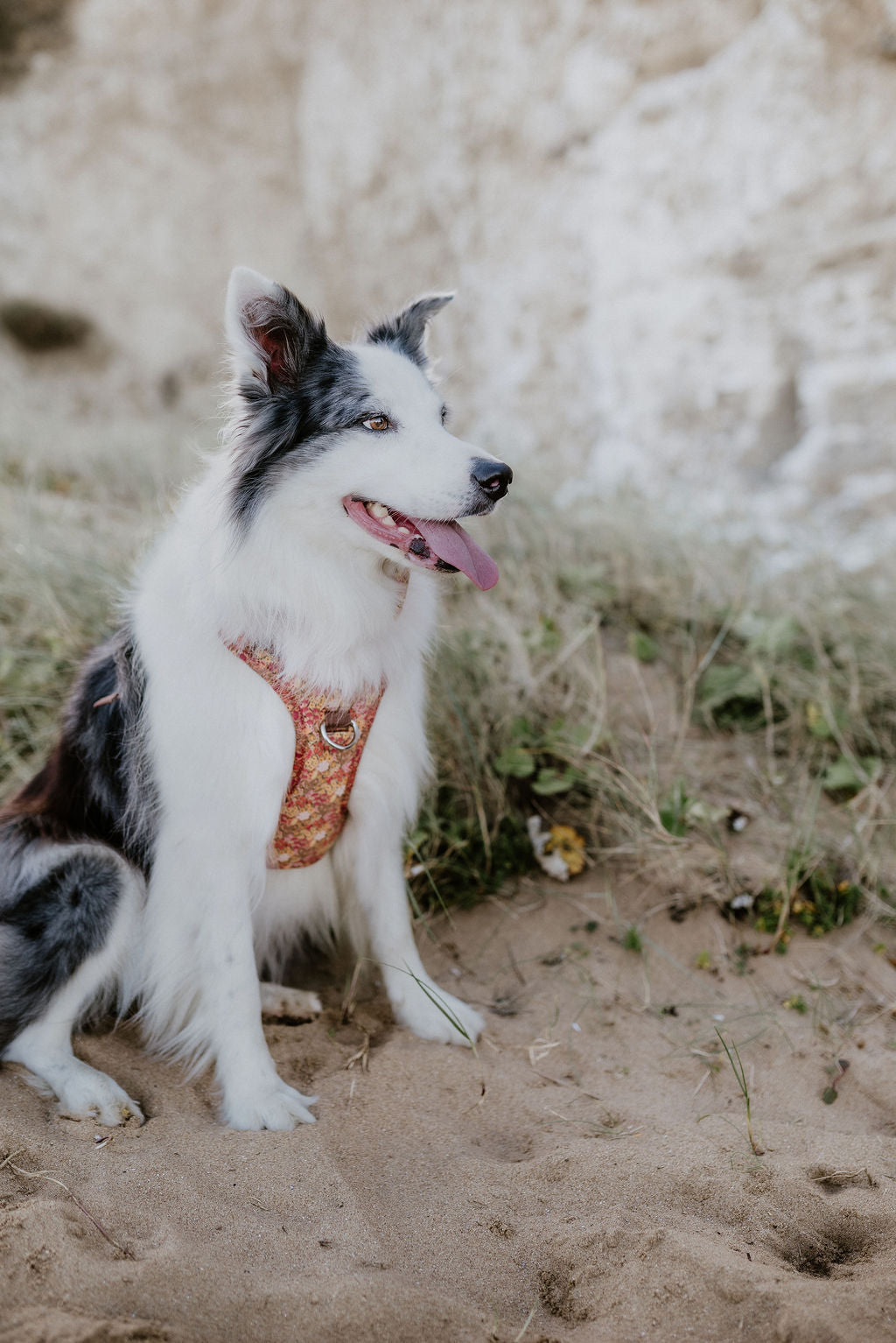 Wildflower Meadow Ultra Comfort Dog Harness