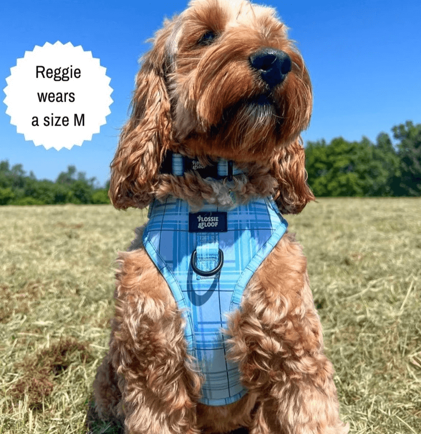 Oxford "Oasis" Adjustable Dog Collar – by Flossie & Floof